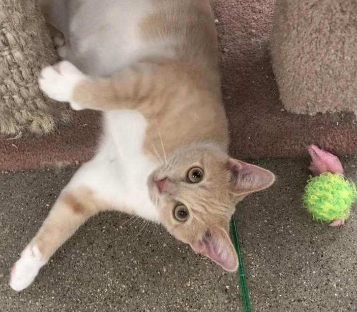 Chiffon, Adopted, Young Female Domestic Short Hair.