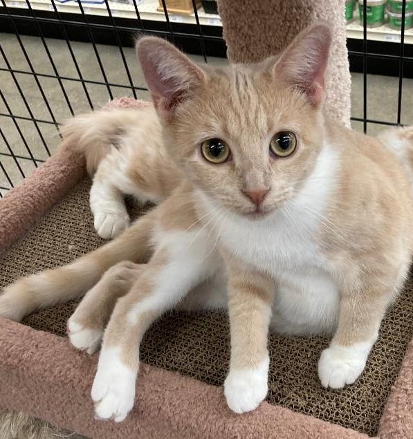 Enlarge Chiffon, a Adopted Domestic Short Hair in Somerset, KY image 2/2