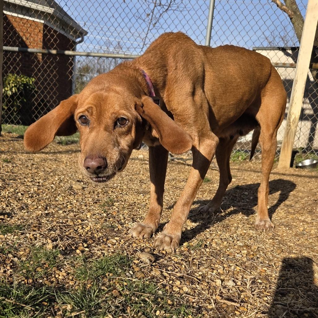 Enlarge Ellie, a Adoptable Hound in Staunton, VA image 3/5
