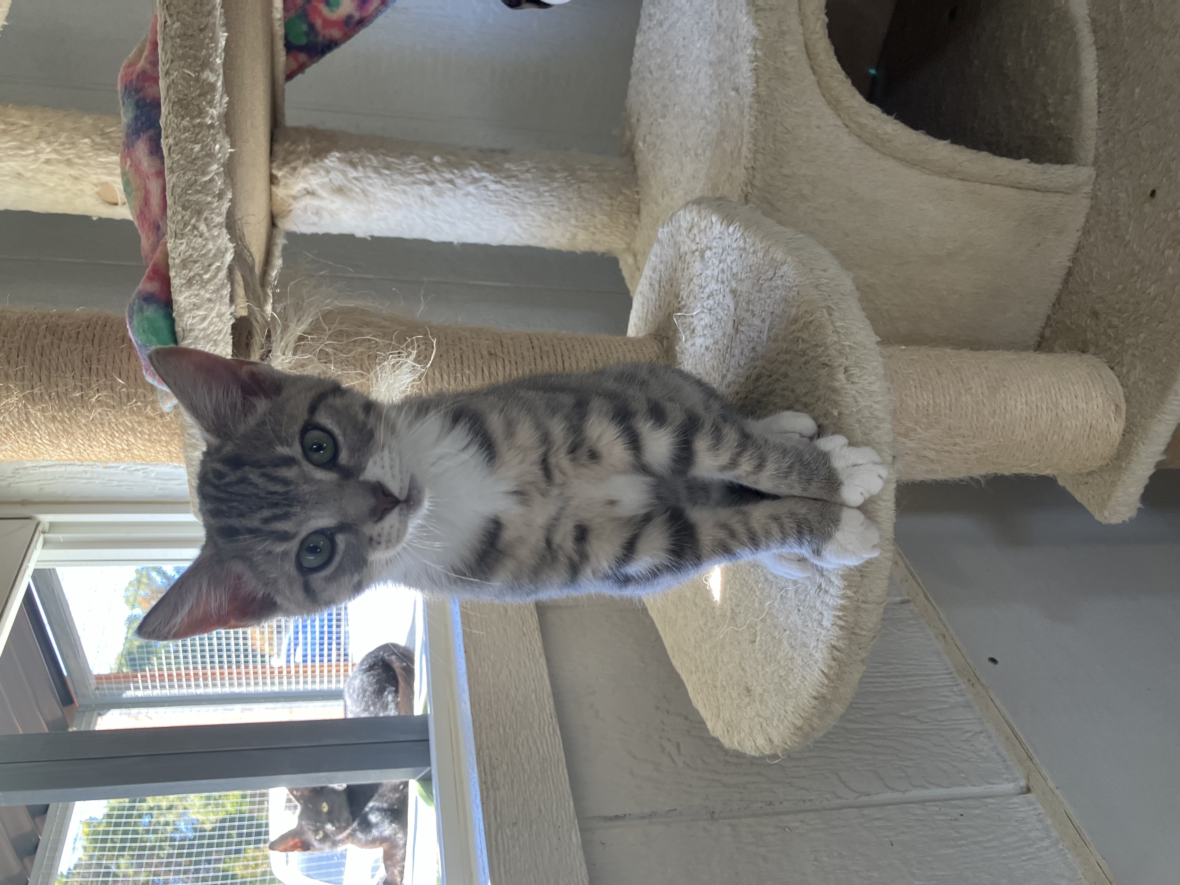 Cat for adoption JoJo, a Domestic Short Hair in Dover, TN Petfinder