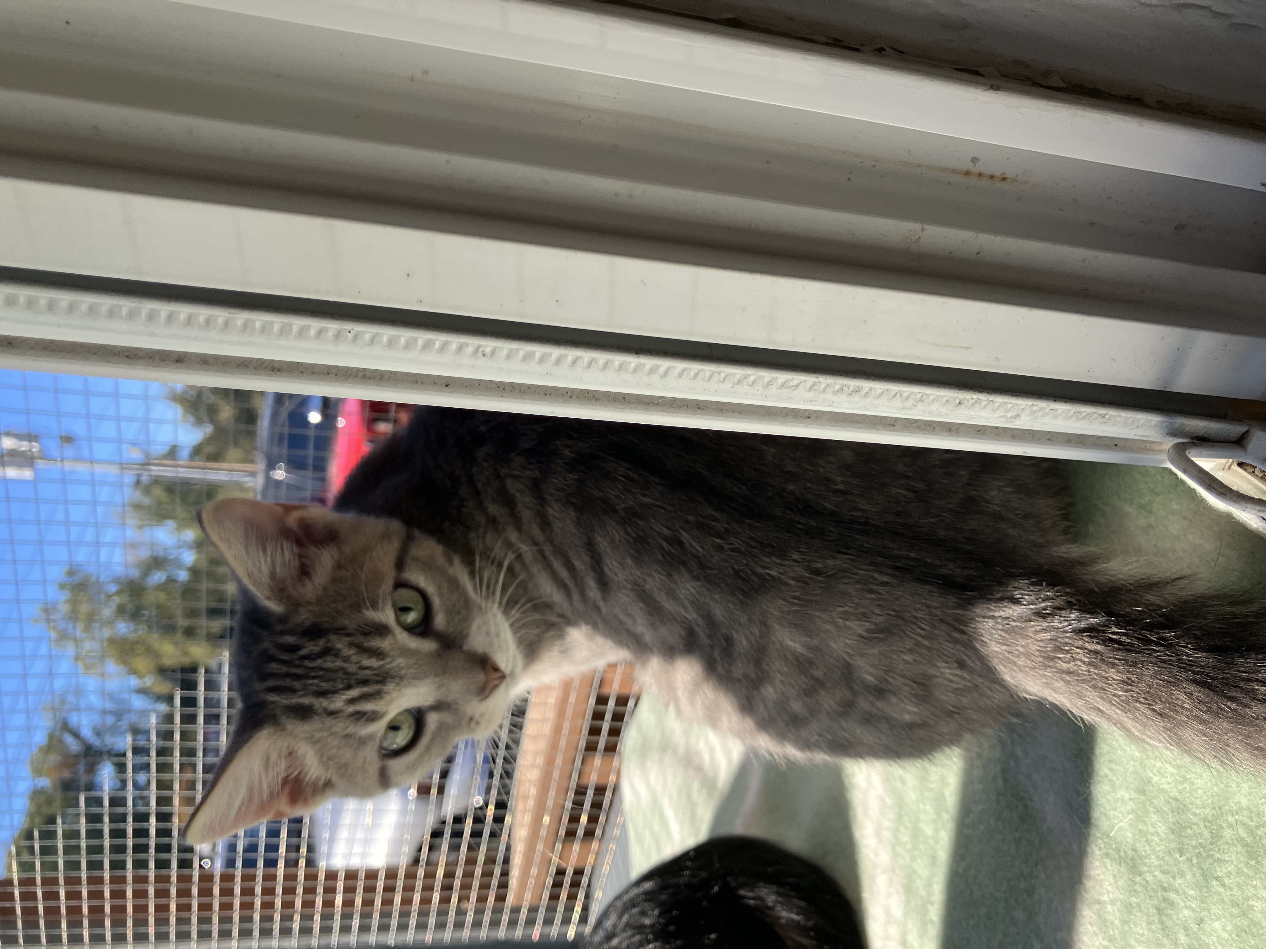 Cat for adoption JoJo, a Domestic Short Hair in Dover, TN Petfinder