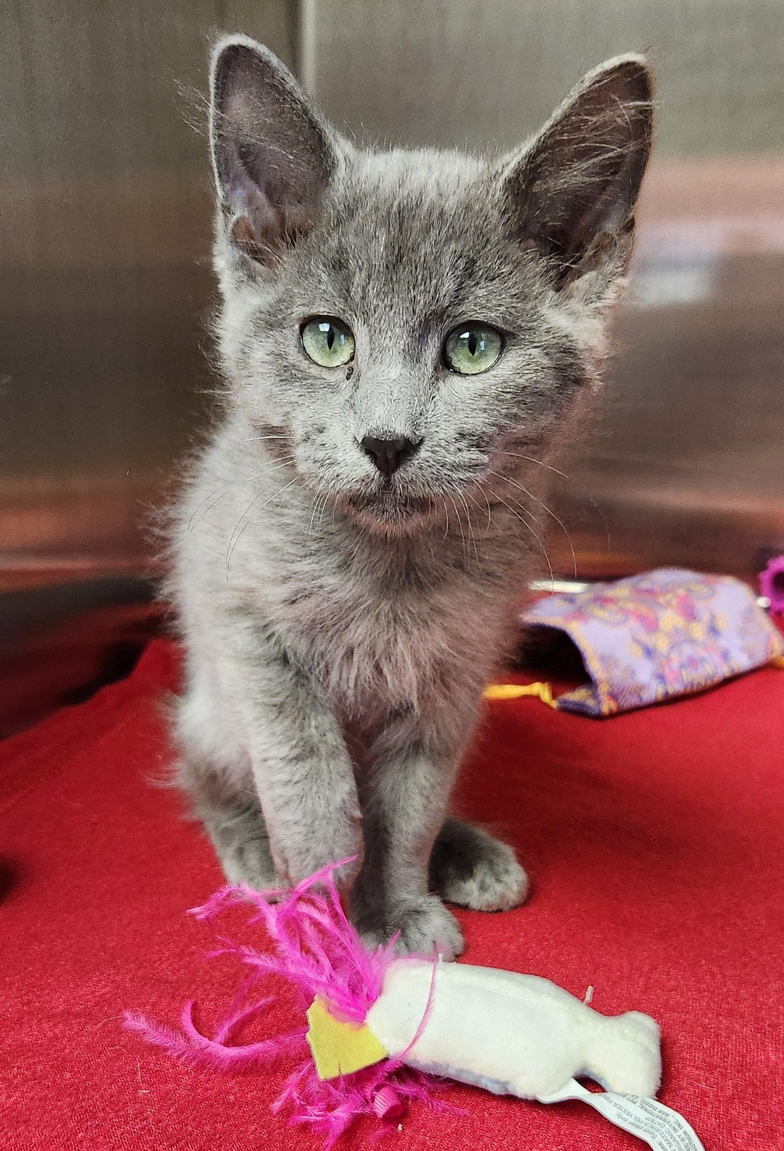 Enlarge Desha (Du SHAY), a Adopted mixed breed in Clinton, OK image 1/2