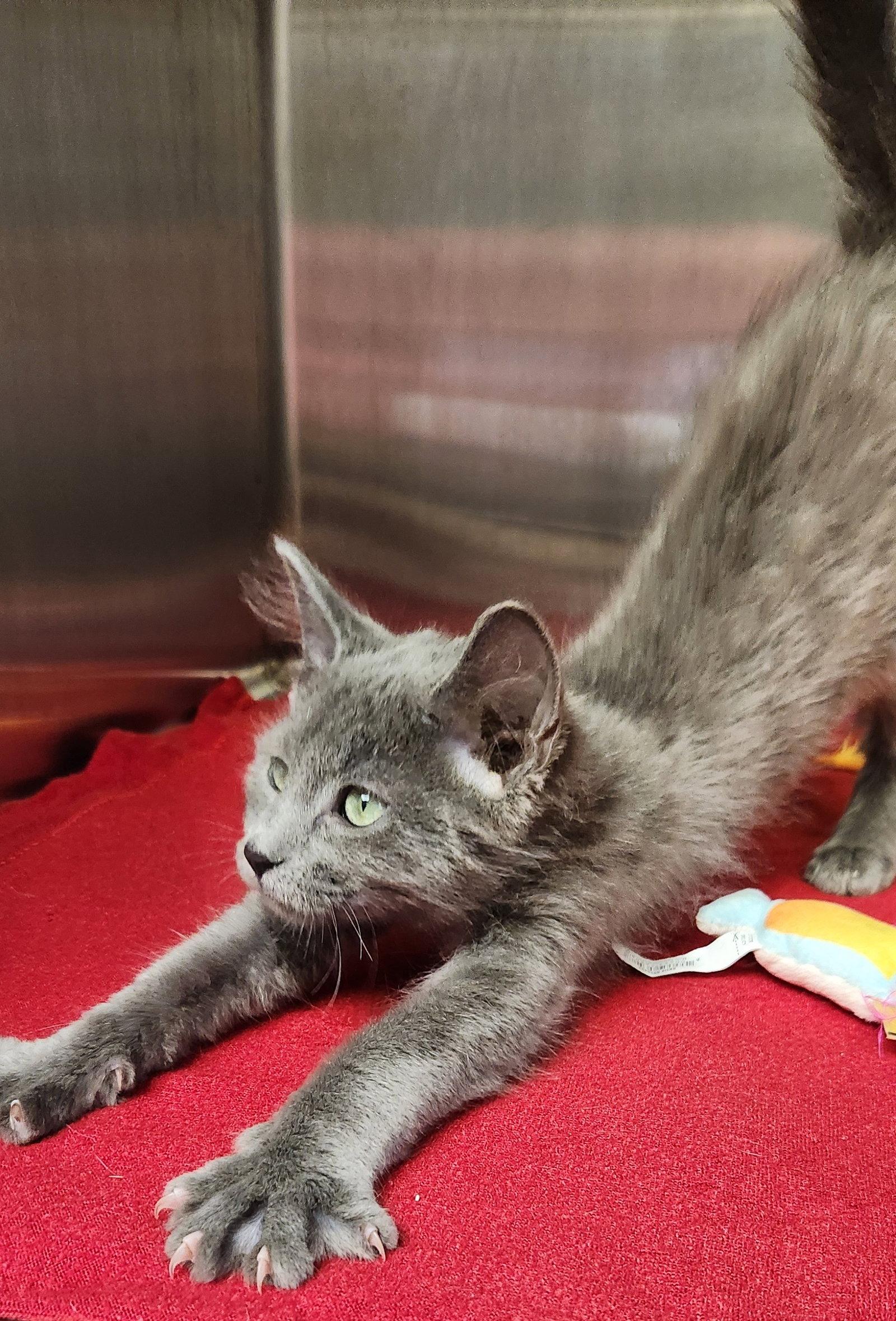 Enlarge Desha (Du SHAY), a Adopted mixed breed in Clinton, OK image 2/2