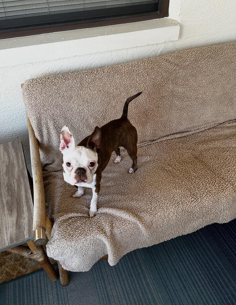 Little Bit Olive - 4295 FL, a Adopted Boston Terrier in Maryville, TN image 1/6