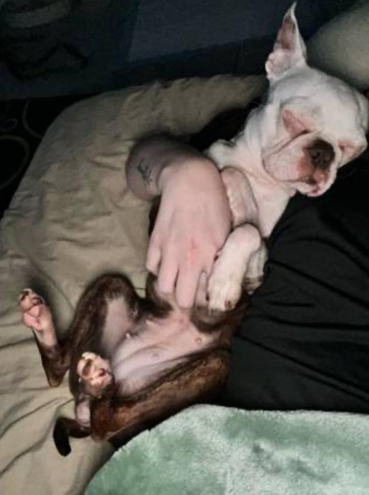 Little Bit Olive - 4295 FL, a Adopted Boston Terrier in Maryville, TN image 3/6