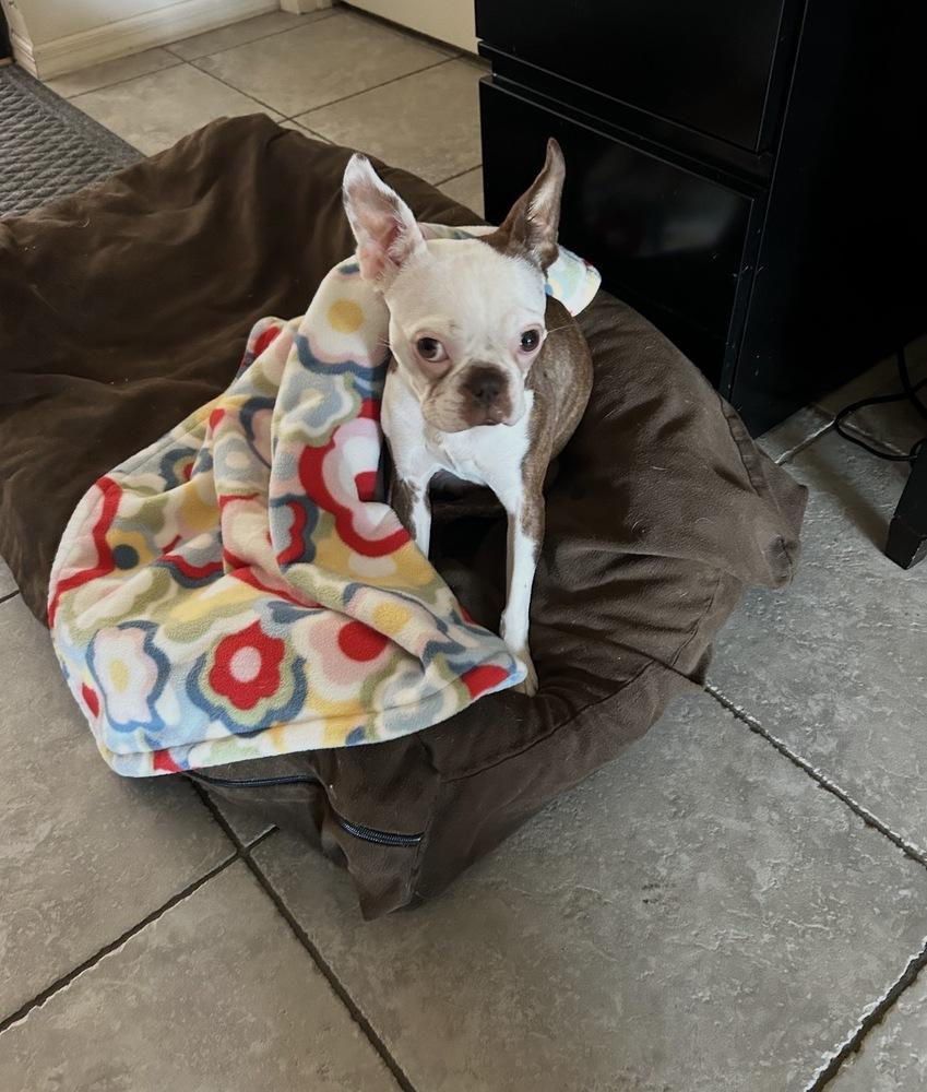 Little Bit Olive - 4295 FL, a Adopted Boston Terrier in Maryville, TN image 4/6