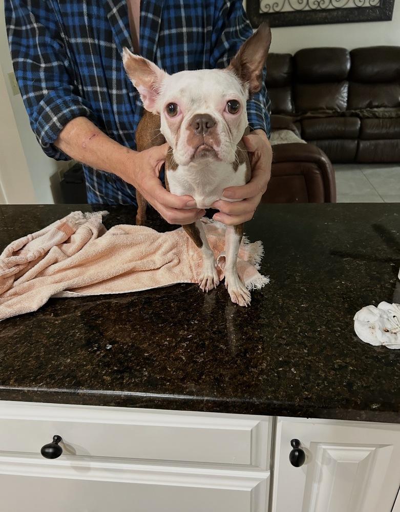 Little Bit Olive - 4295 FL, a Adopted Boston Terrier in Maryville, TN image 6/6