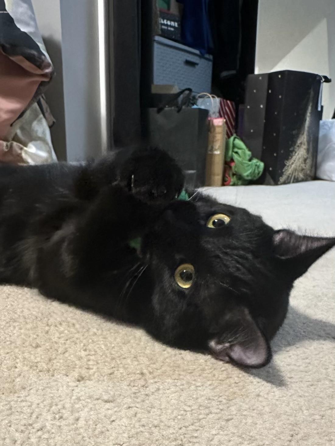 Thackery Binx, a Adoptable Domestic Short Hair in Greensboro, NC image 3/5