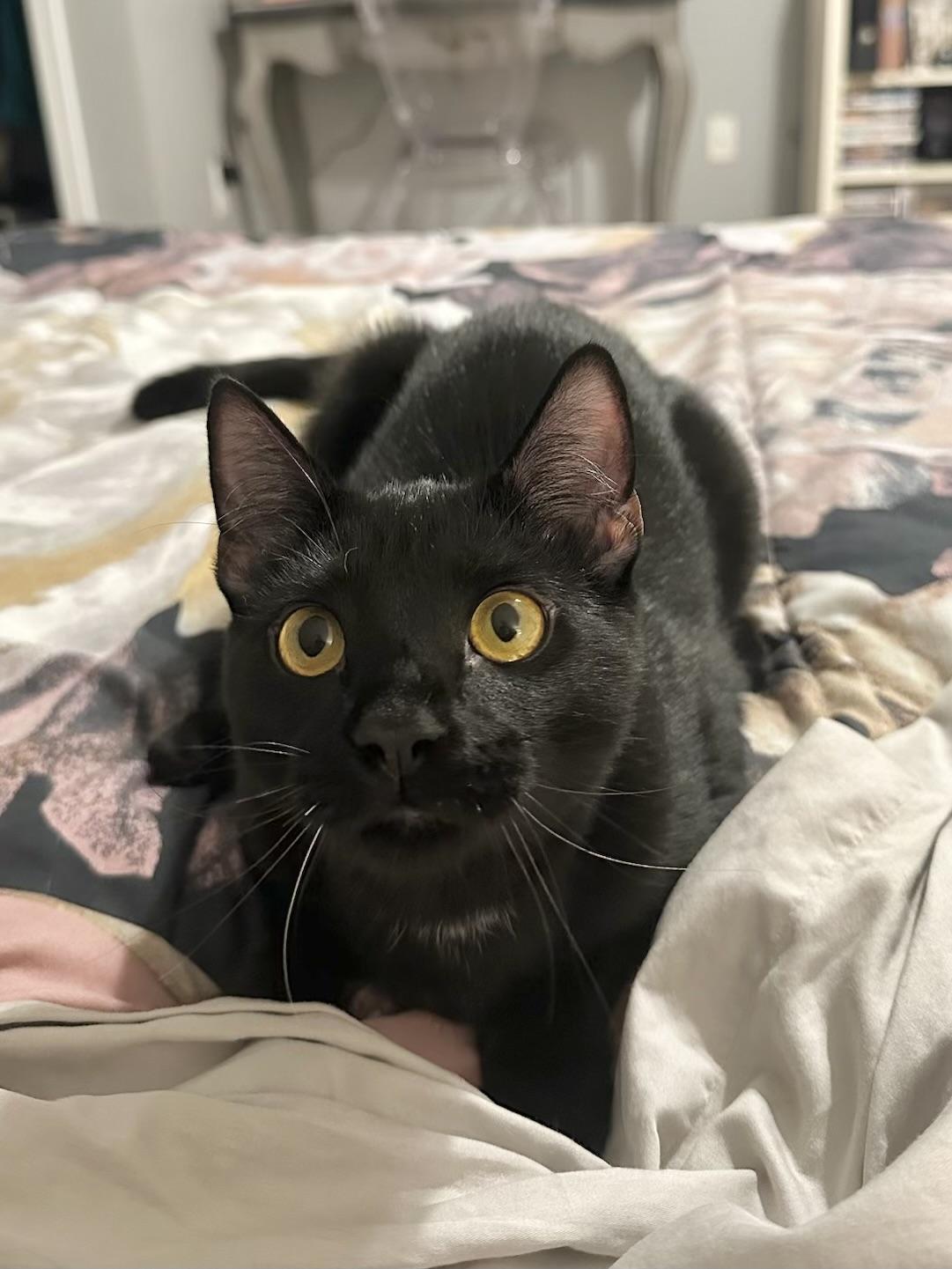 Thackery Binx, Adoptable, Kitten Male Domestic Short Hair.