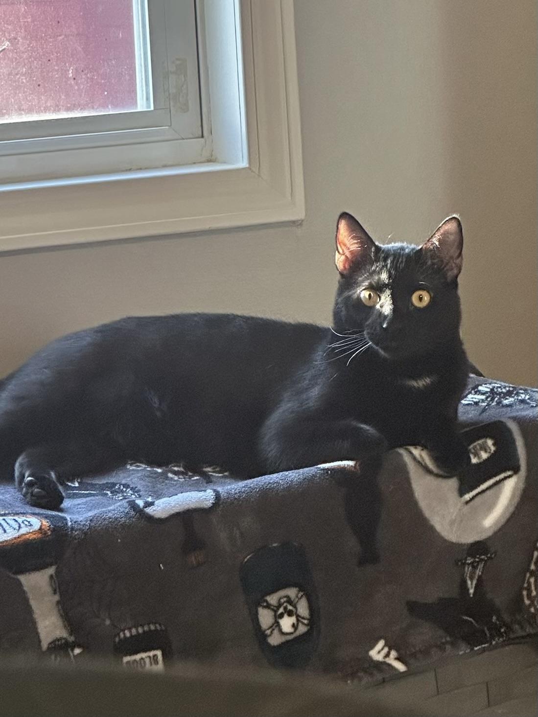 Thackery Binx, a Adoptable Domestic Short Hair in Greensboro, NC image 4/5