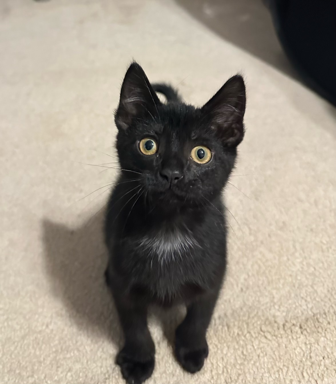 Thackery Binx, a Adoptable Domestic Short Hair in Greensboro, NC image 2/5