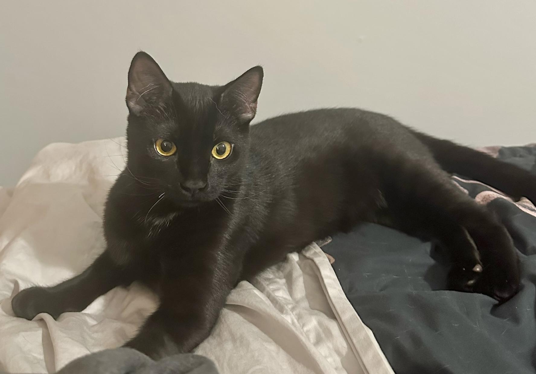 Thackery Binx, a Adoptable Domestic Short Hair in Greensboro, NC image 5/5