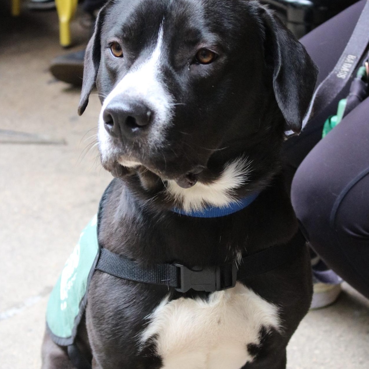 Enlarge  Khalil Shakir, an adopted mixed breed in Brooklyn, NY image 6/6