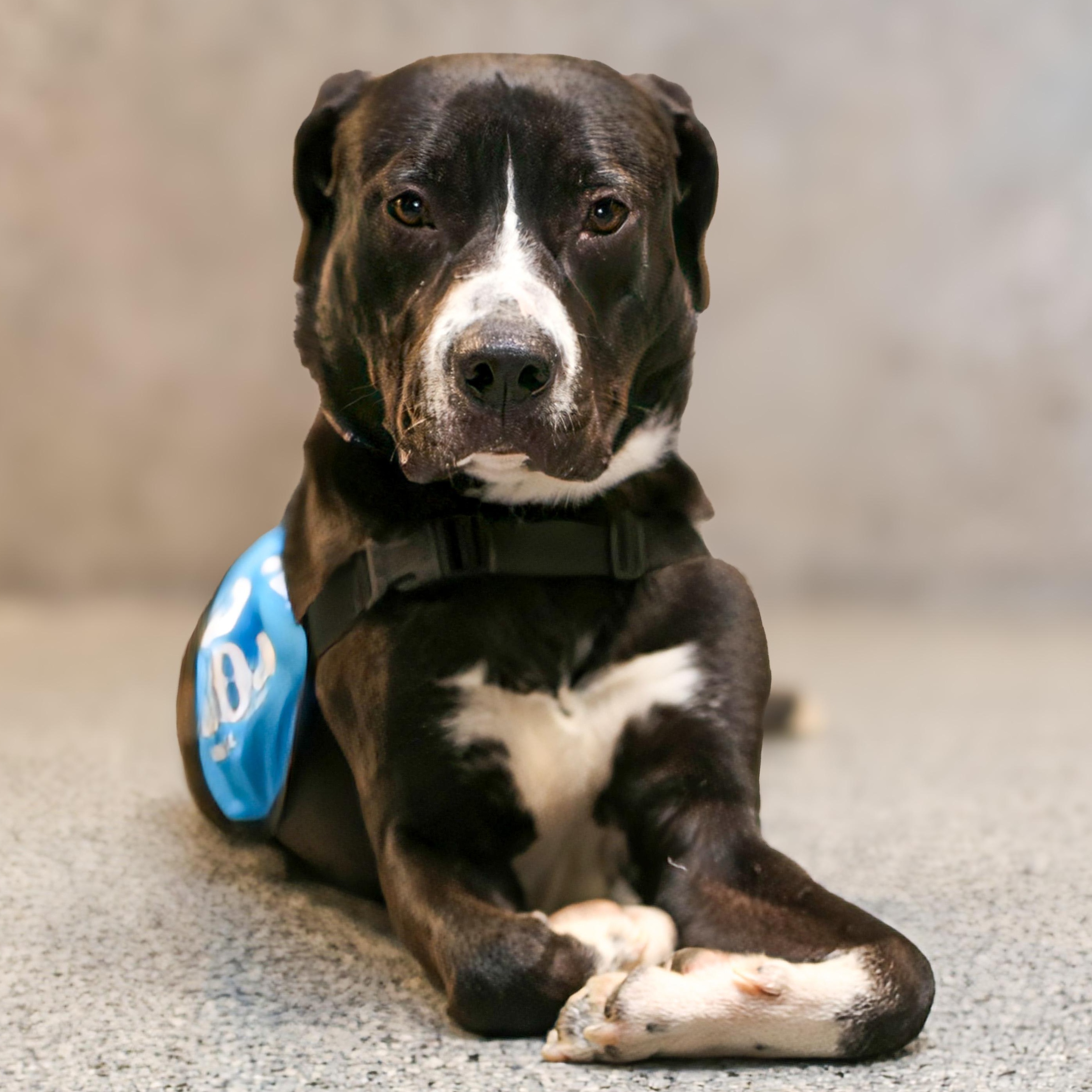 Enlarge  Khalil Shakir, a ADOPTABLE mixed breed in Brooklyn, NY image 1/5