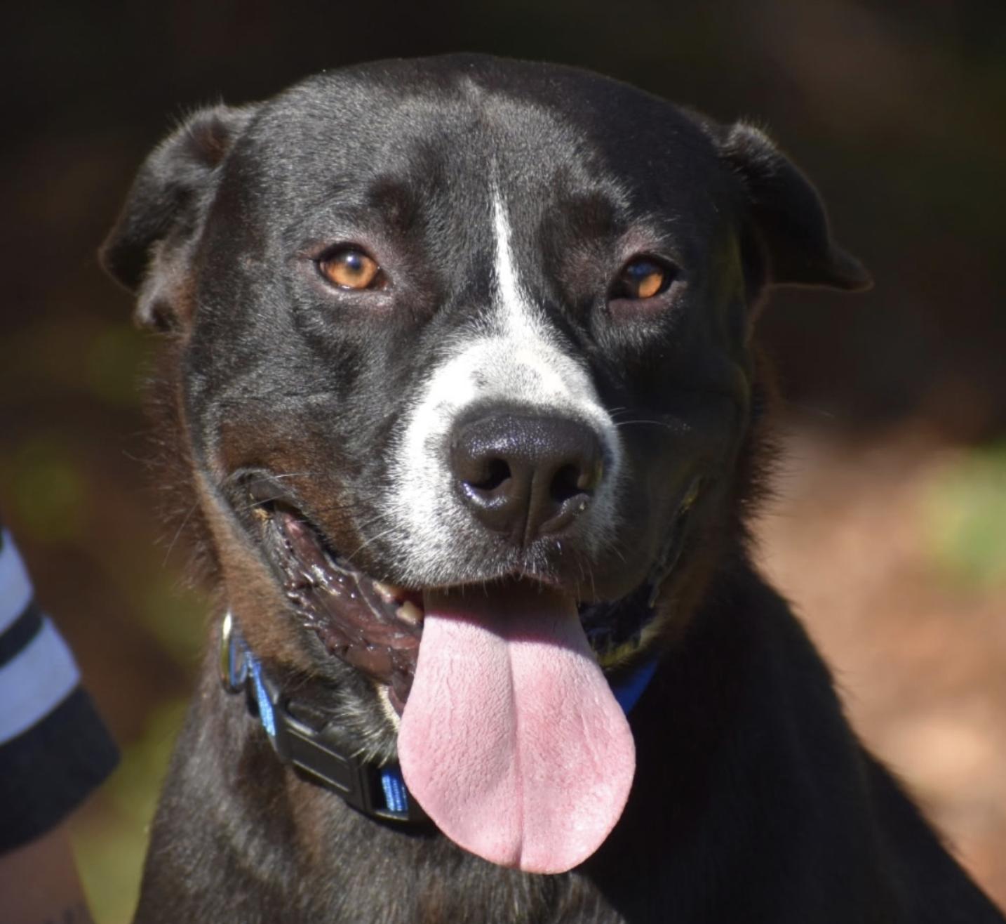  Khalil Shakir, ADOPTABLE, Young Male Black Labrador Retriever.