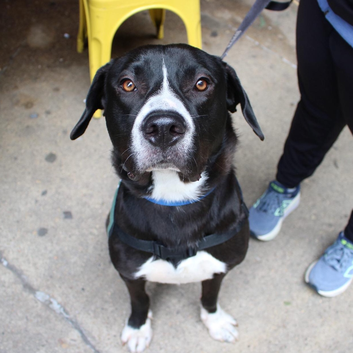 Enlarge  Khalil Shakir, an adopted mixed breed in Brooklyn, NY image 1/6