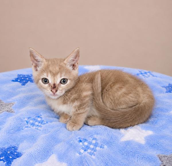 Mango, Adoptable, Kitten Male Domestic Short Hair.