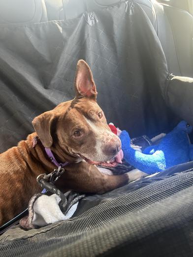 Sunshine 'certified' Cuddler