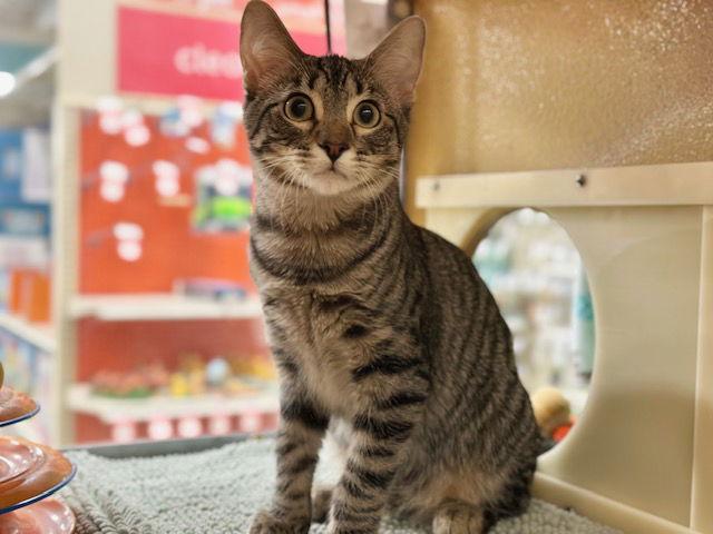 Thriantra, Adoptable, Kitten Female Domestic Short Hair.