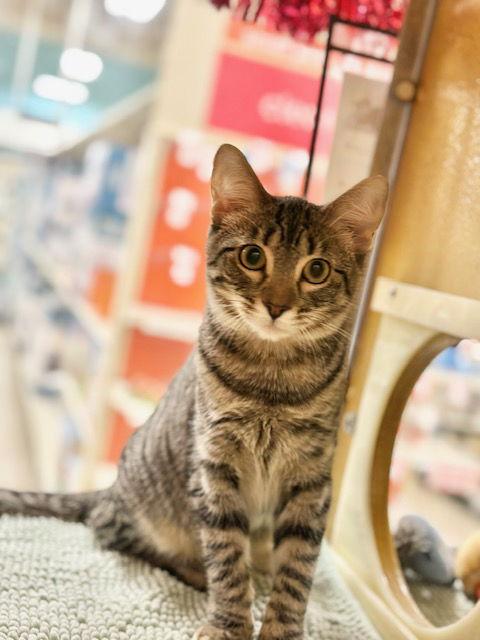 Enlarge Thriantra, a Adoptable Domestic Short Hair in Mission Viejo, CA image 2/3