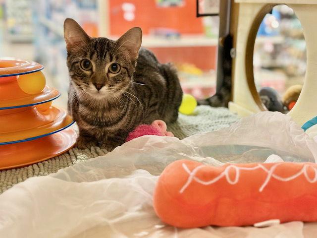 Enlarge Thriantra, a Adoptable Domestic Short Hair in Mission Viejo, CA image 3/3