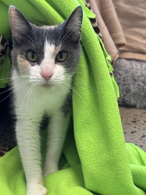 GRAY, Adoptable, Senior Female Domestic Short Hair.
