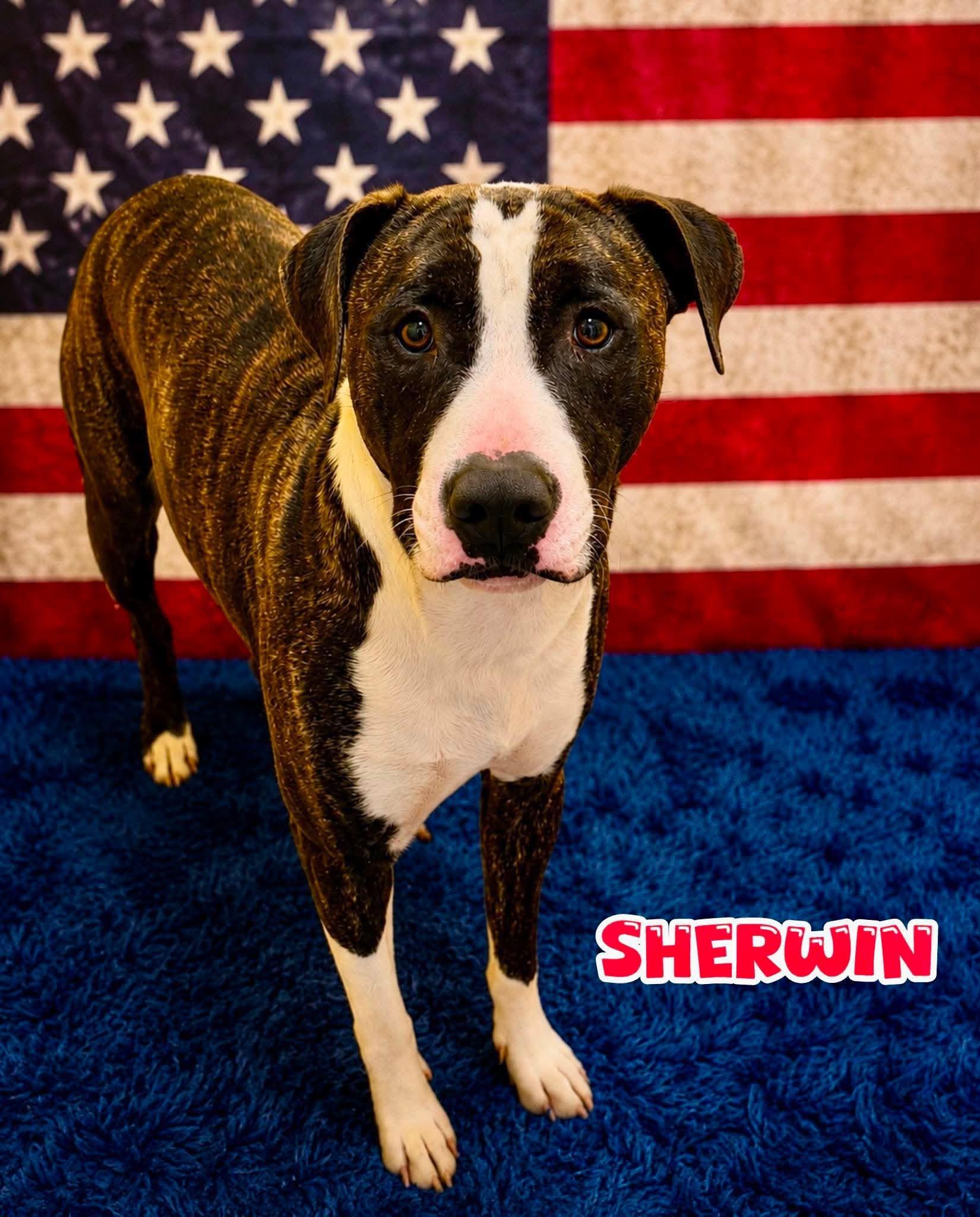 Sherwin, ADOPTABLE, Young Male Mixed Breed.