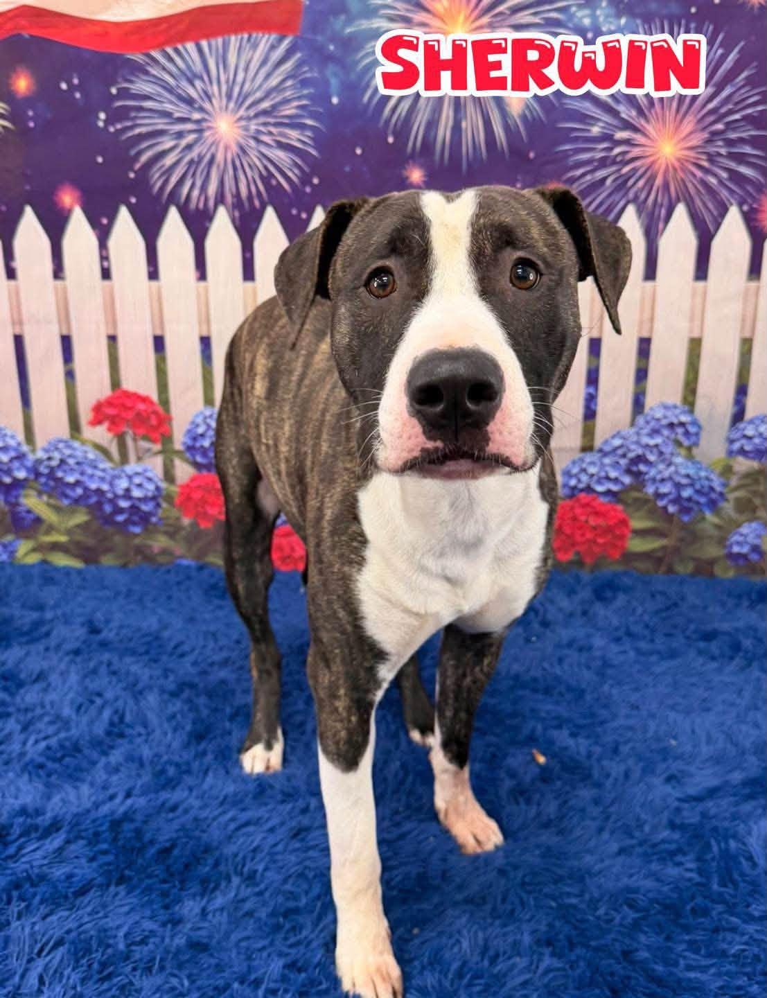 Sherwin, adoptable, Young Male Mixed Breed.