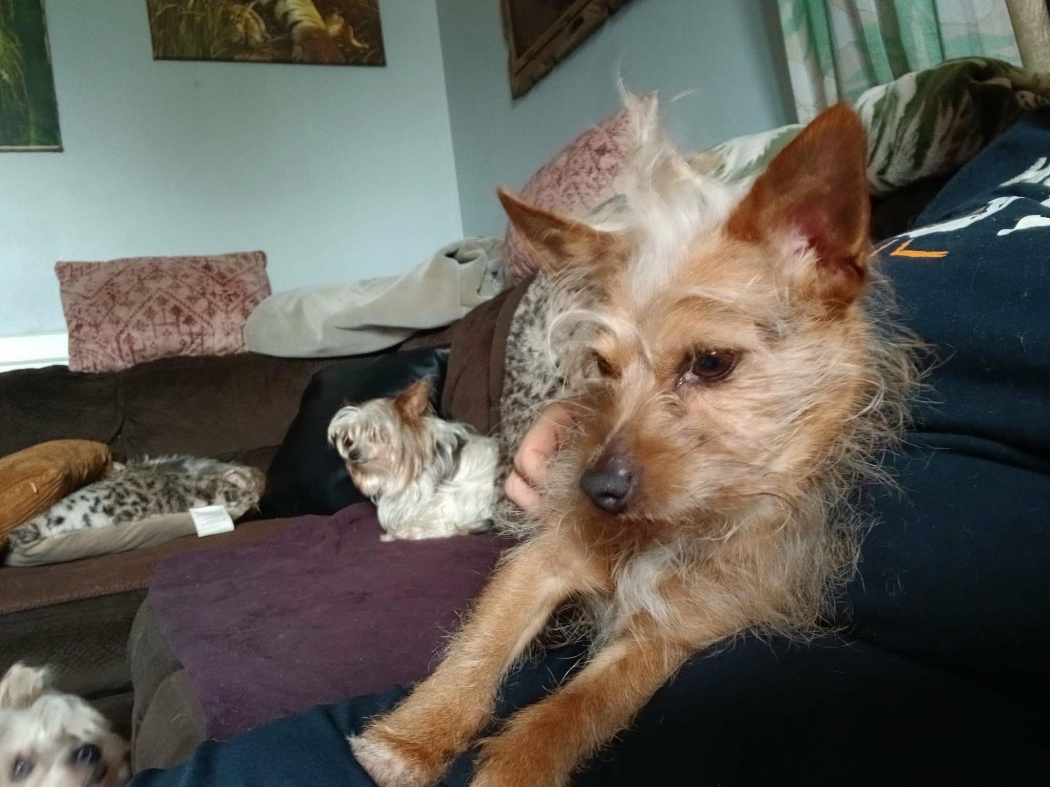 Renny, ADOPTABLE, Adult Male Yorkshire Terrier & Chihuahua.