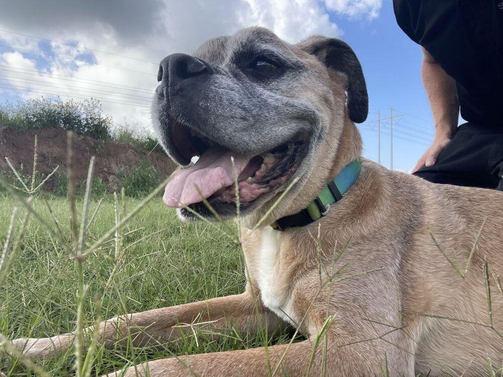 Bam Bam II - Silver Heart, a Adoptable Boxer in Hewitt, TX image 1/5