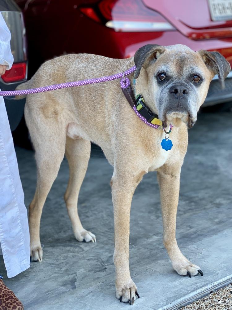 Bam Bam II - Silver Heart, a Adoptable Boxer in Hewitt, TX image 2/5