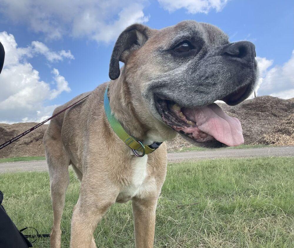 Bam Bam II - Silver Heart, a Adoptable Boxer in Hewitt, TX image 3/5