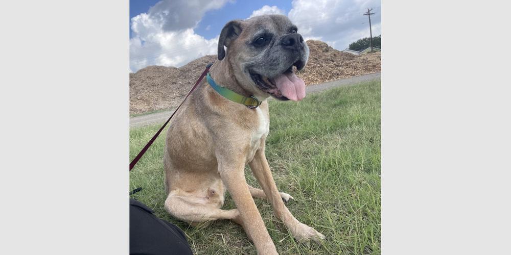 Bam Bam II - Silver Heart, a Adoptable Boxer in Hewitt, TX image 4/5