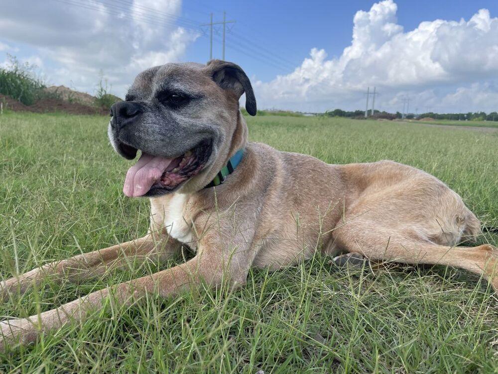 Bam Bam II - Silver Heart, a Adoptable Boxer in Hewitt, TX image 5/5