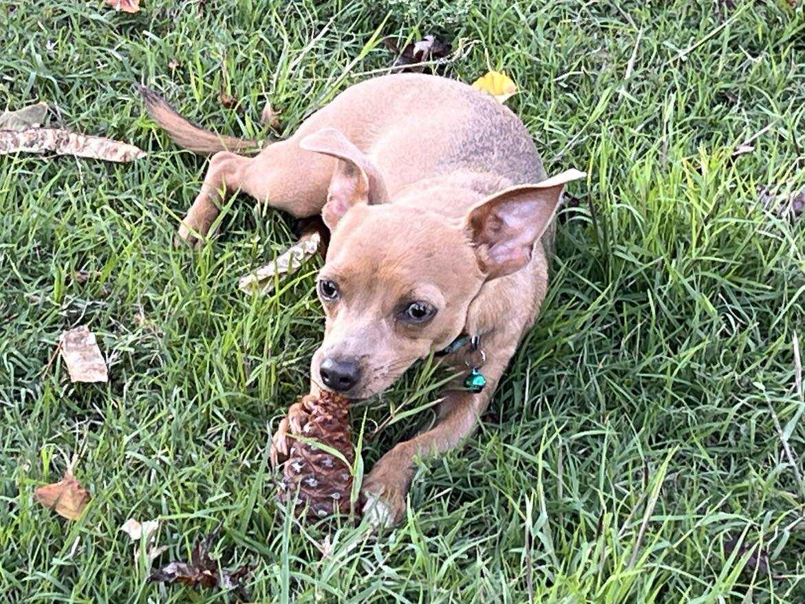 Enlarge Petrie!, a Adoptable mixed breed in Roseville, CA image 1/4