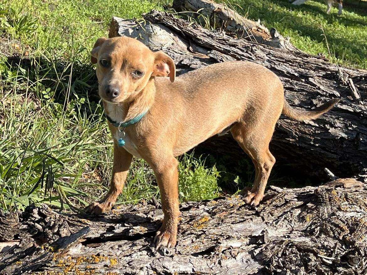 Enlarge Petrie!, a Adoptable mixed breed in Roseville, CA image 1/4