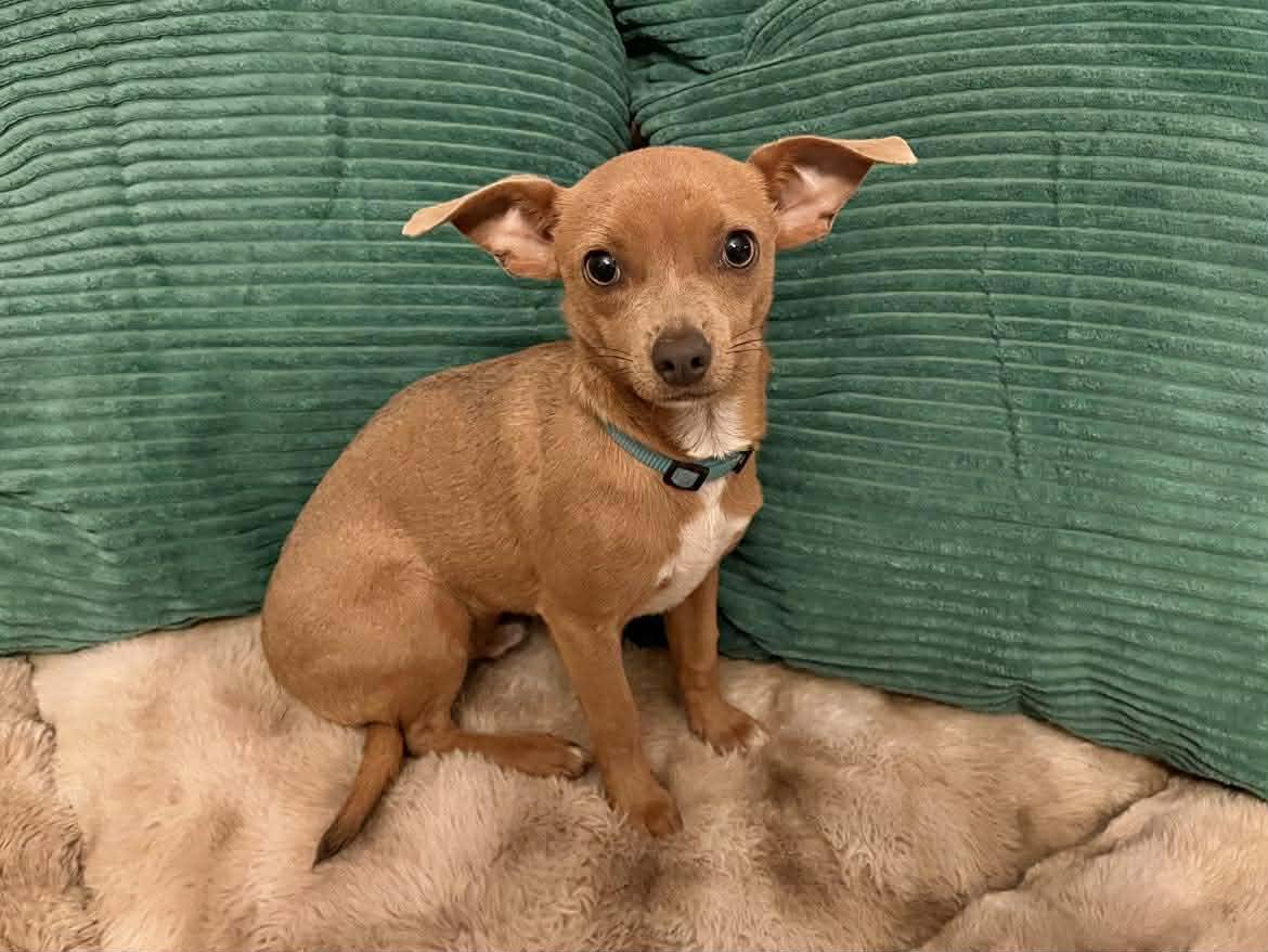 Enlarge Petrie!, a Adoptable mixed breed in Roseville, CA image 3/4