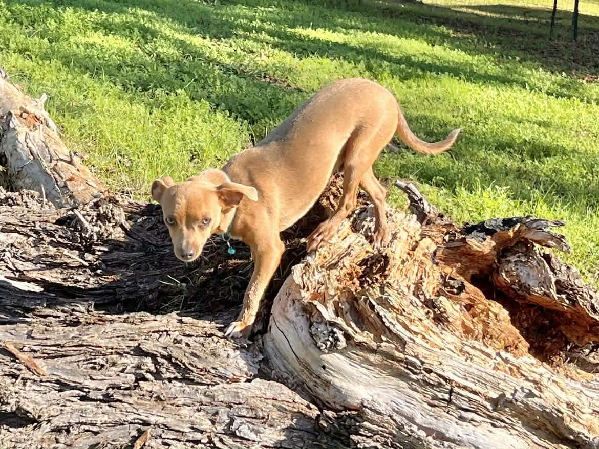 Enlarge Petrie!, a Adoptable mixed breed in Roseville, CA image 4/4