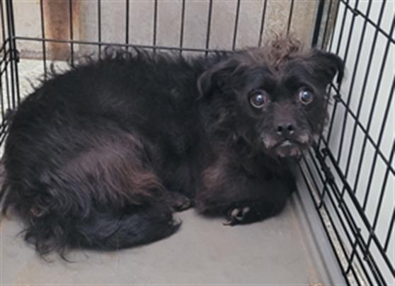 BONNIE, Adoptable, Young Female Brussels Griffon & Mixed Breed.