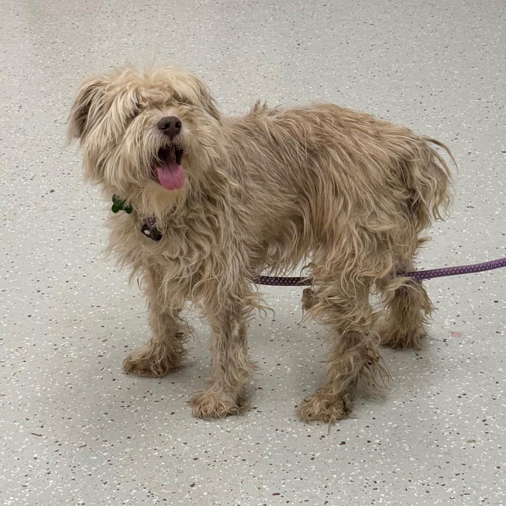 Crispy, Adoptable, Senior Male West Highland White Terrier / Westie.