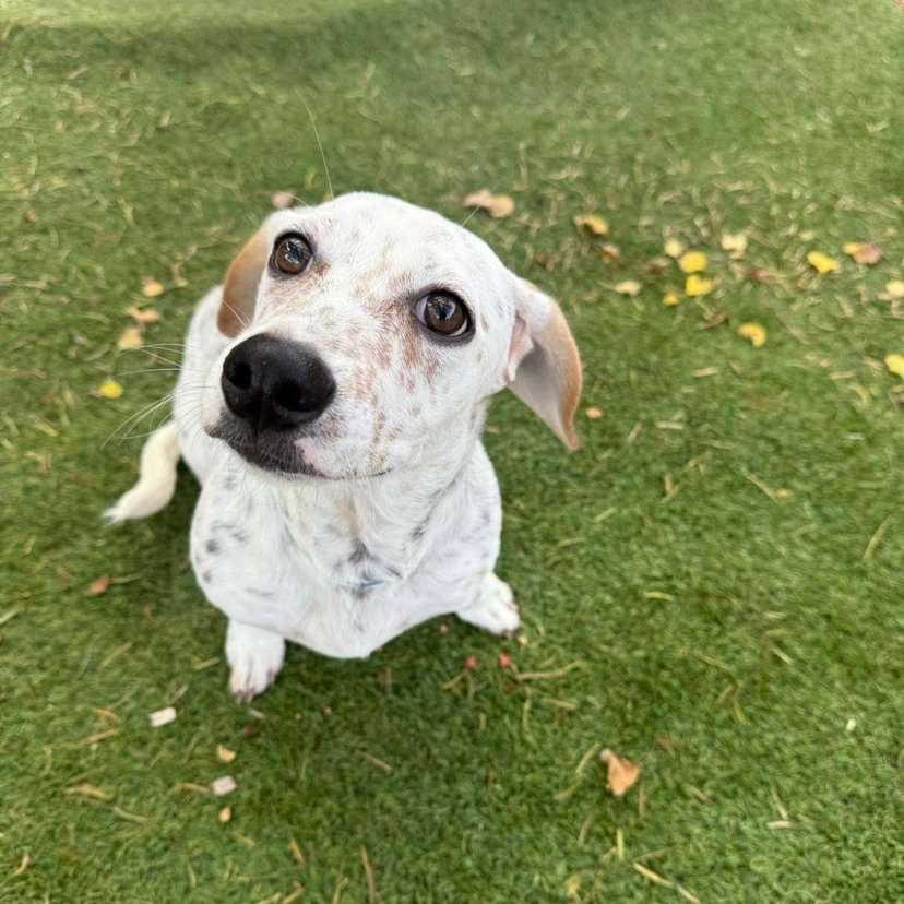 Enlarge Yondu, a Adoptable mixed breed in Laredo, TX image 1/1