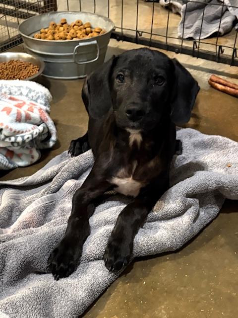 Enlarge Cosmo, a Adopted mixed breed in Cairo, GA image 1/3