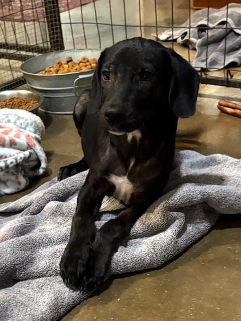 Enlarge Cosmo, a Adopted mixed breed in Cairo, GA image 2/3