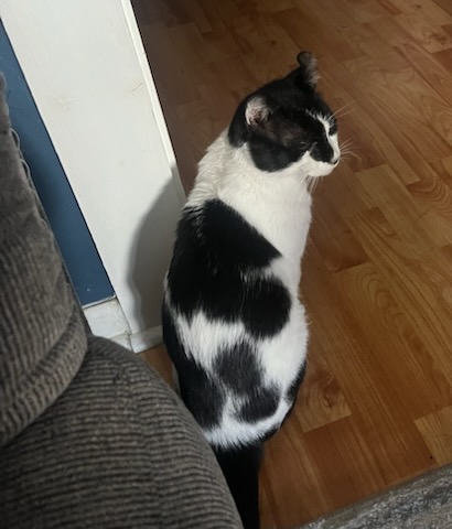 Enlarge Loki, a Adoptable Domestic Short Hair in Philadelphia, PA image 1/6