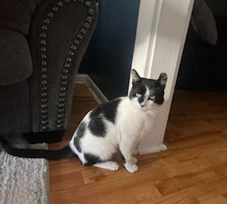 Enlarge Loki, a Adoptable Domestic Short Hair in Philadelphia, PA image 2/6