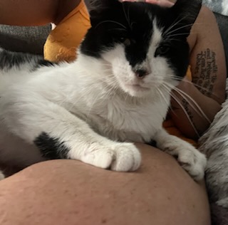 Enlarge Loki, a Adoptable Domestic Short Hair in Philadelphia, PA image 3/6