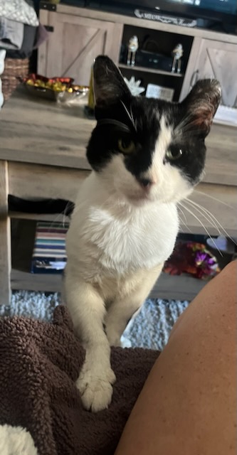 Enlarge Loki, a Adoptable Domestic Short Hair in Philadelphia, PA image 4/6