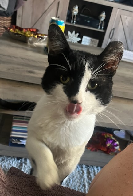 Enlarge Loki, a Adoptable Domestic Short Hair in Philadelphia, PA image 5/6