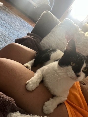 Enlarge Loki, a Adoptable Domestic Short Hair in Philadelphia, PA image 6/6