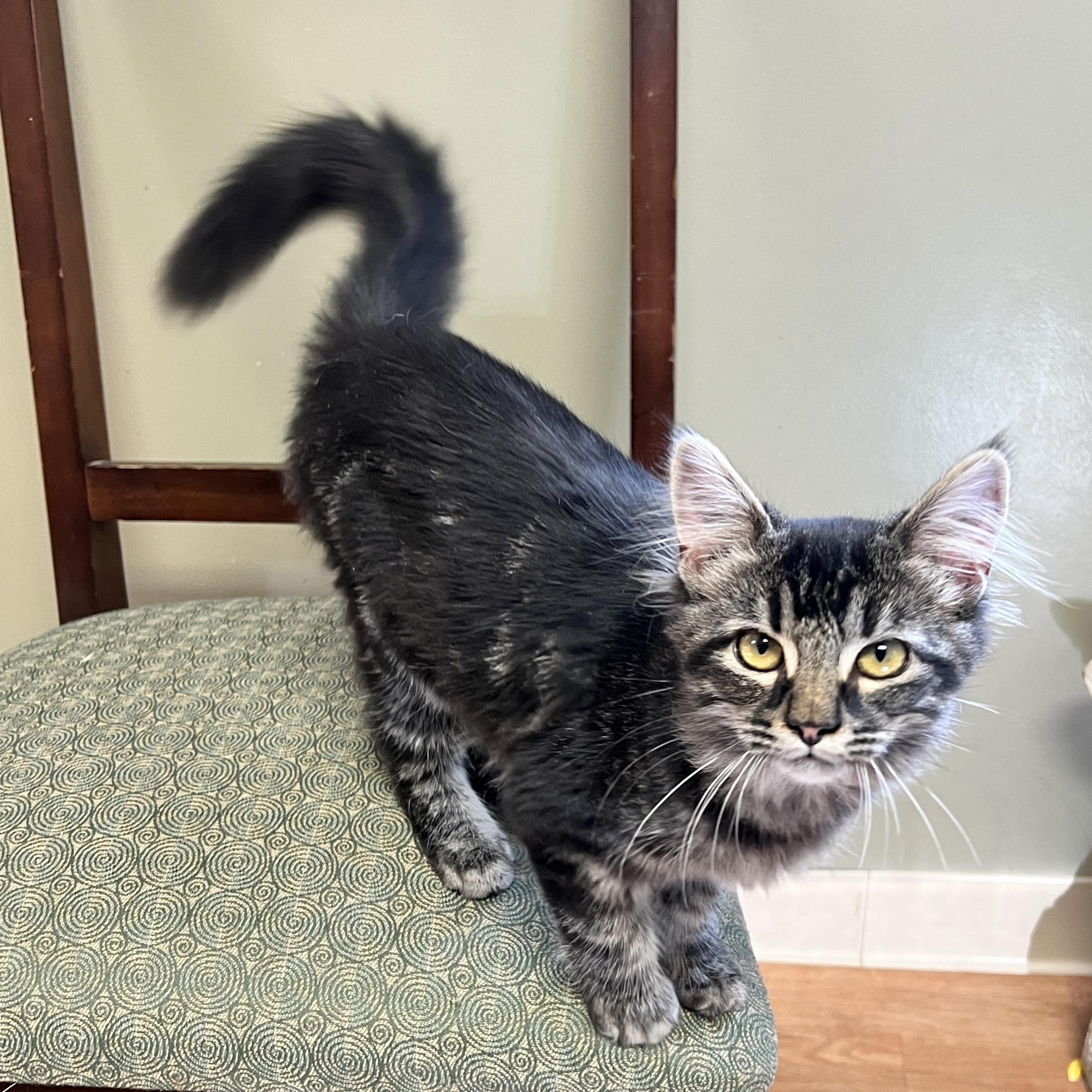 Trisha, adopted, Young Female Domestic Long Hair.